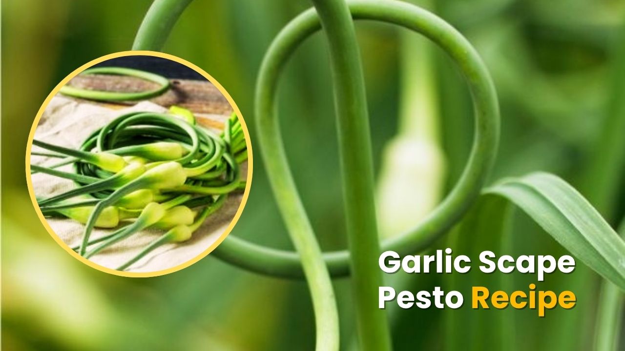 Garlic Scape Pesto Recipe. Fresh, delicious and easy to make